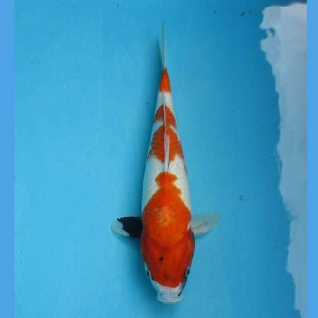 Showa Tate 35cm