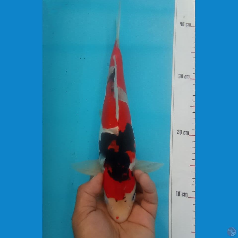 SHOWA DOITS 34CM