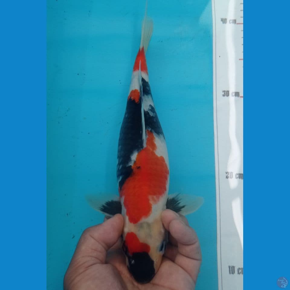 SHOWA 32CM