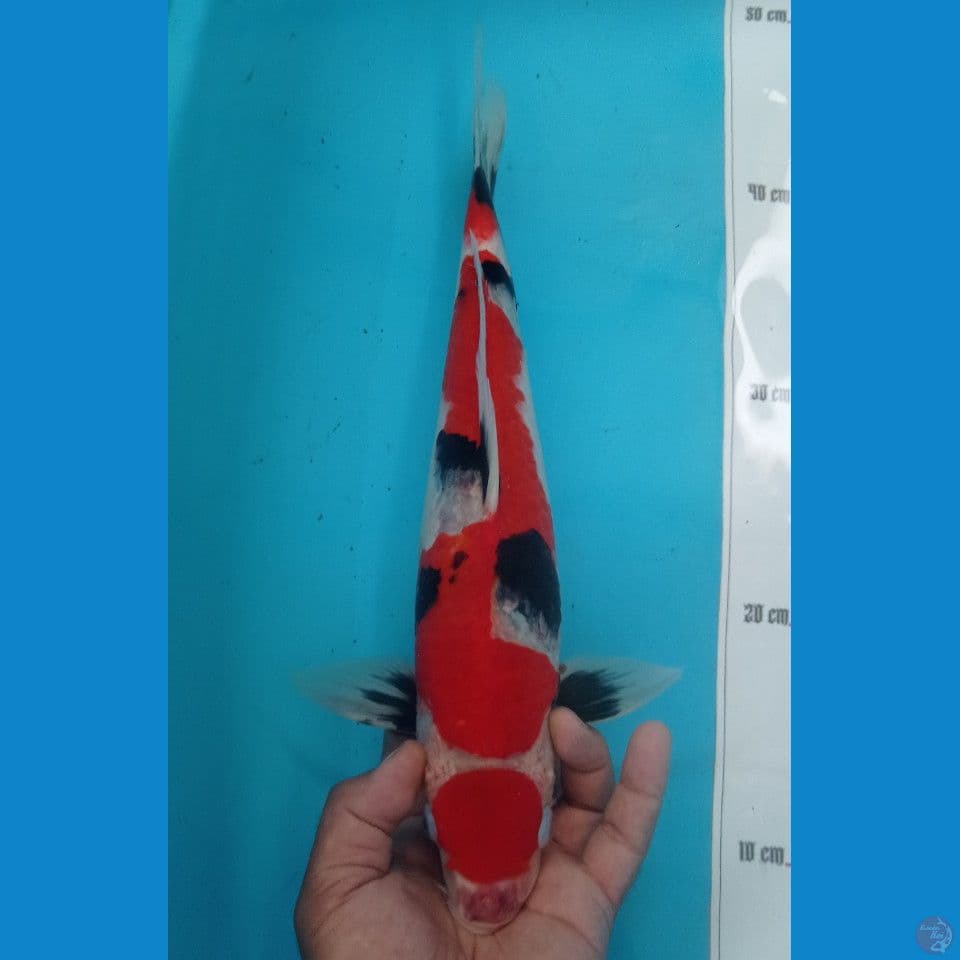 SHOWA 40CM