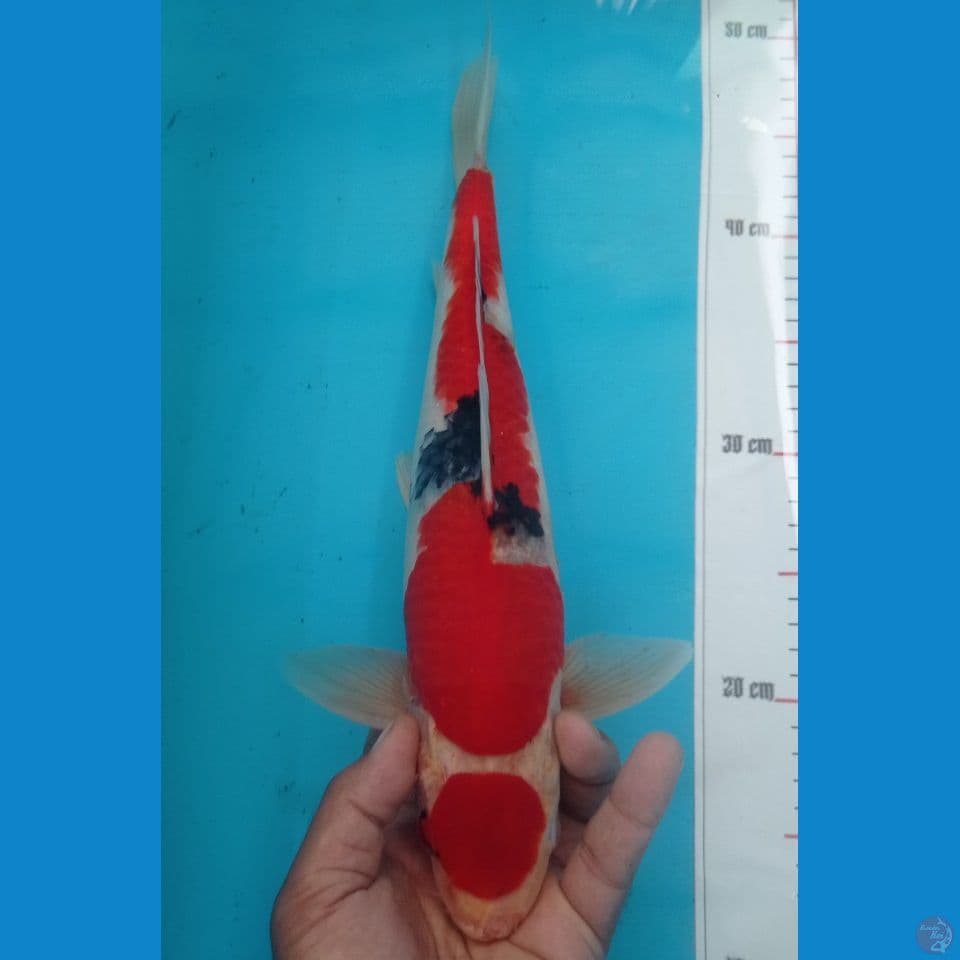 SHOWA 38CM