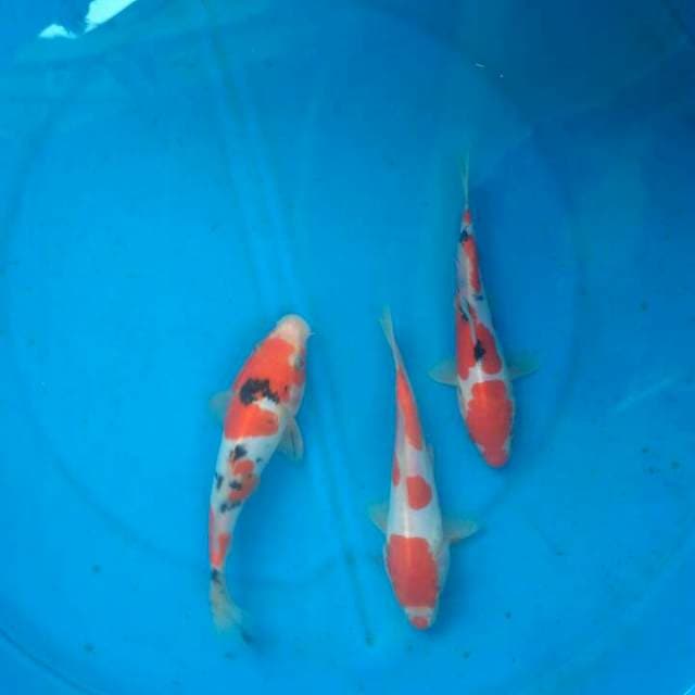 Trio doitshu a ukr