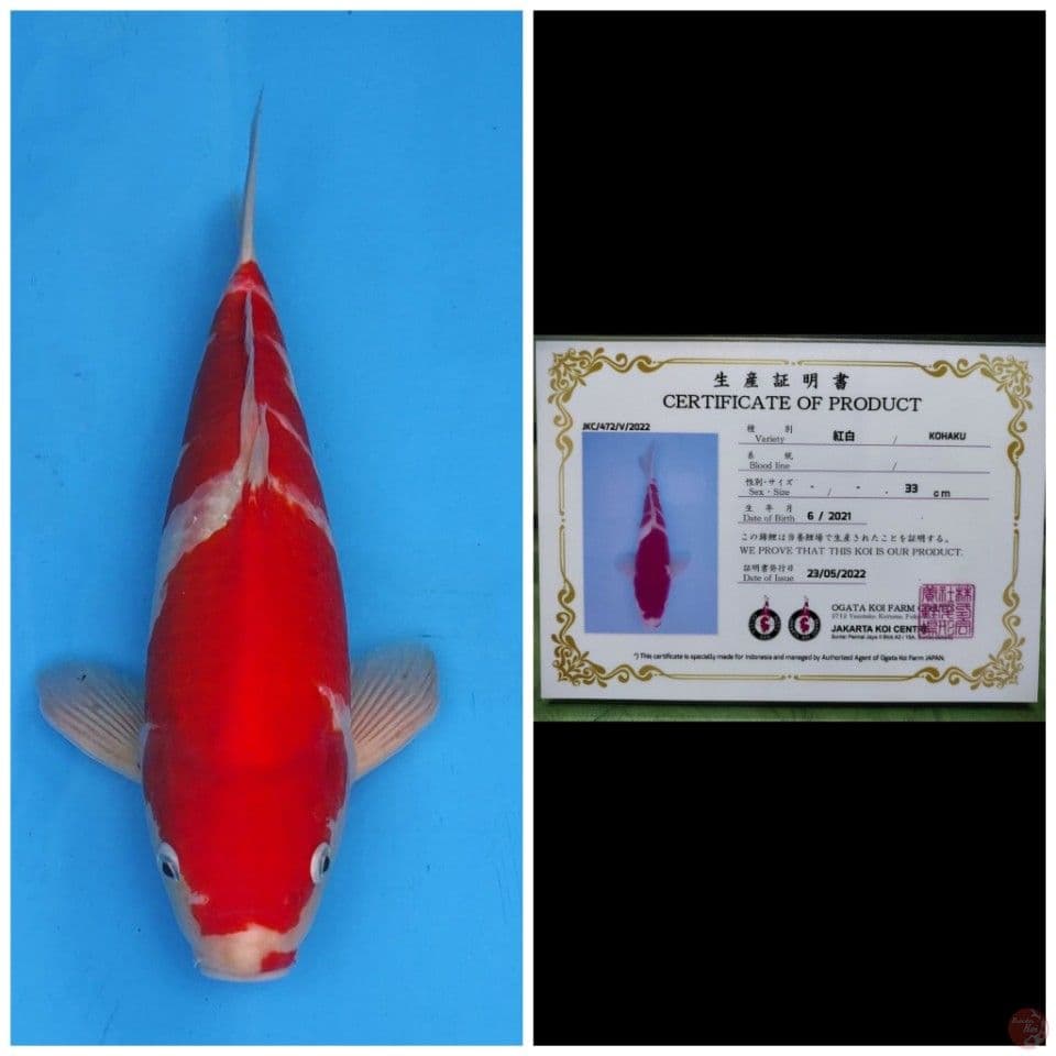 Ogata Kohaku