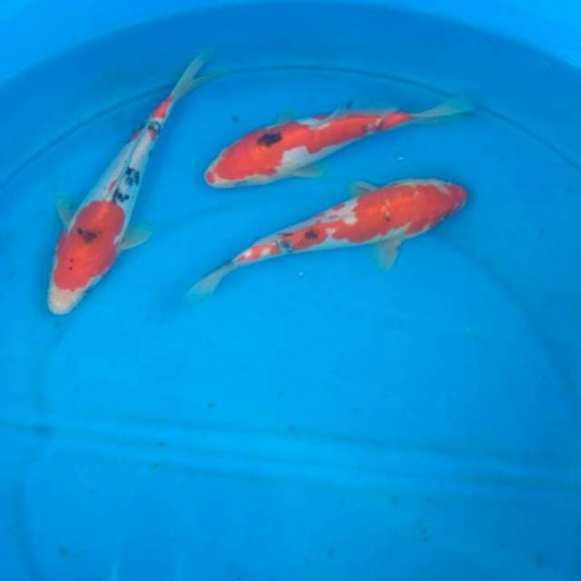 Trio doits b