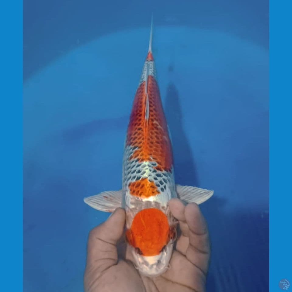 KUJAKU MARU 36CM