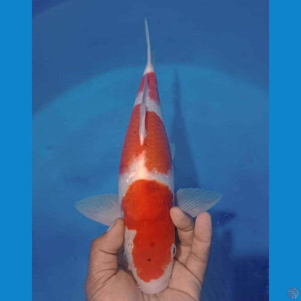 AI GOROMO 37CM