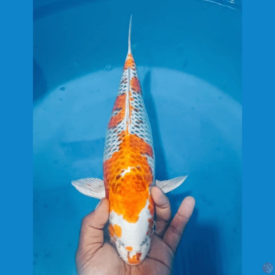 KUJAKU 43CM