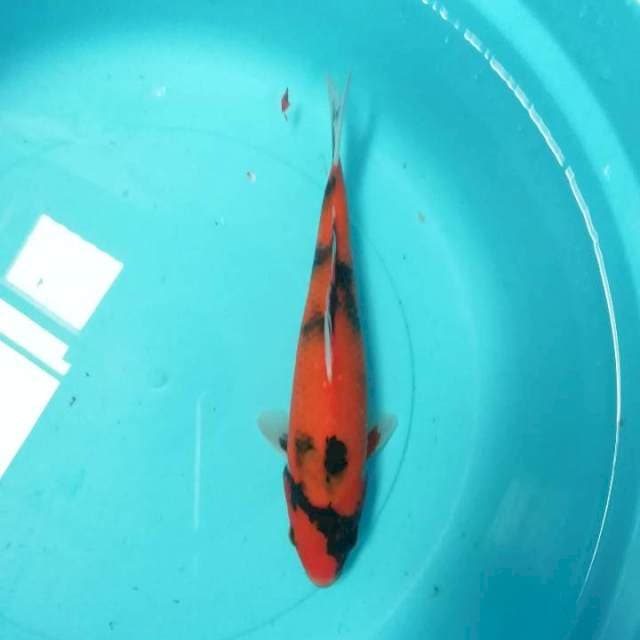 Hiu