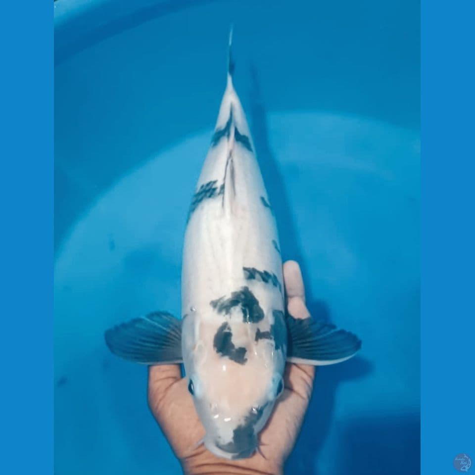 SHIRO 47CM