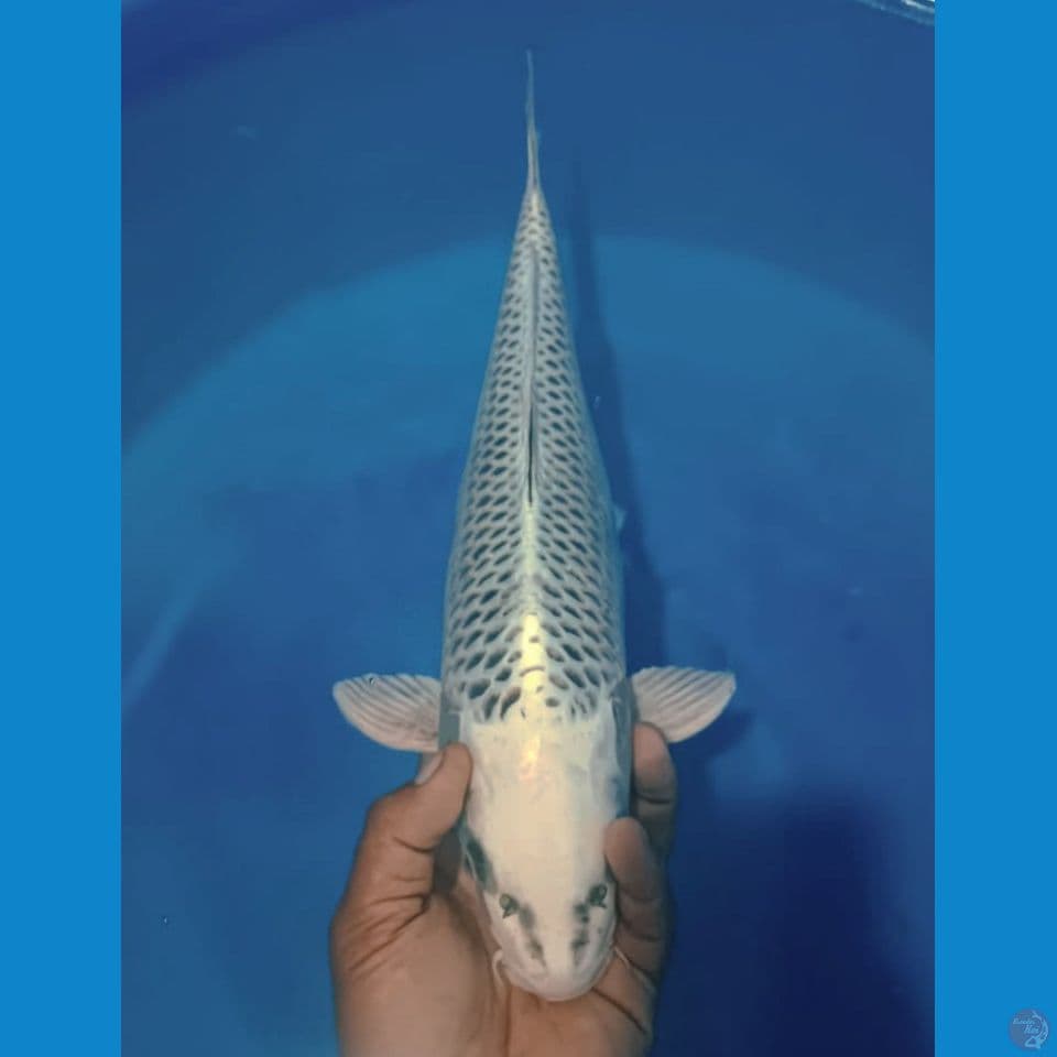 WHITE MAT 43CM