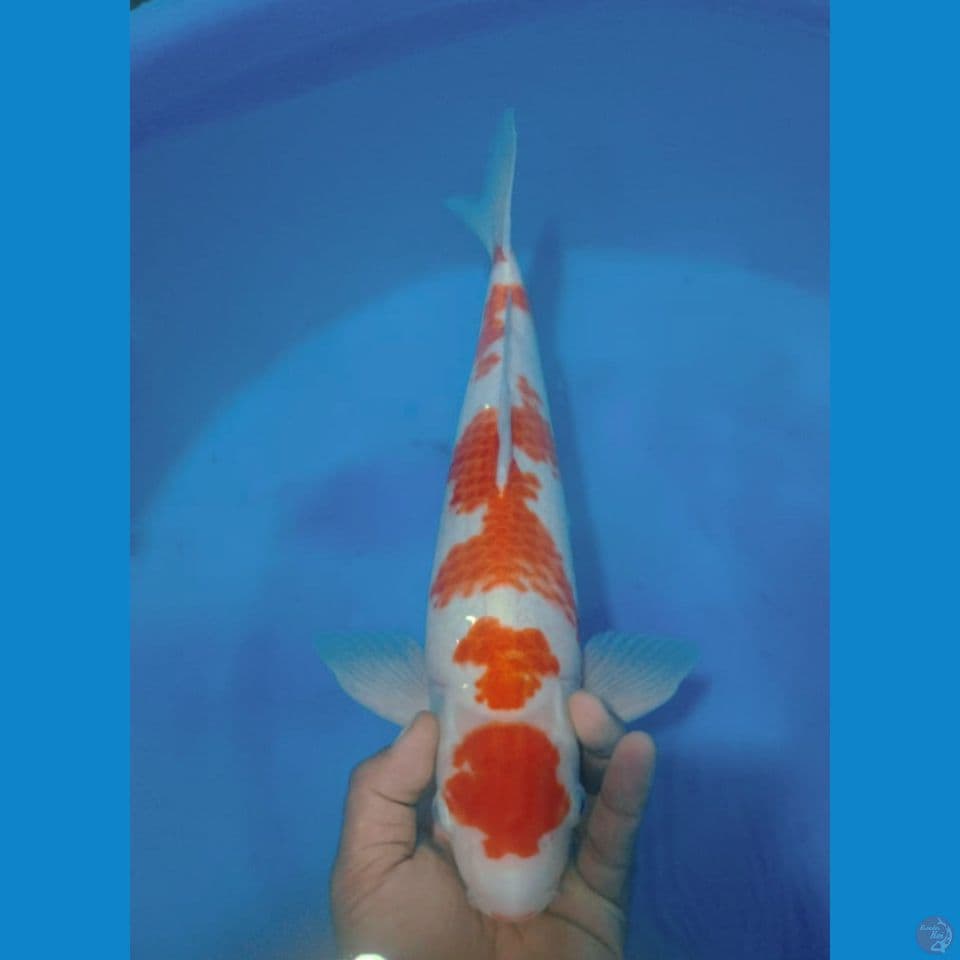 MARUKANO 44CM