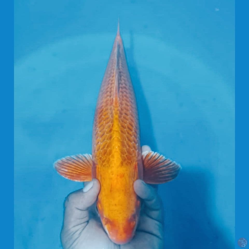 ORENGE 45CM