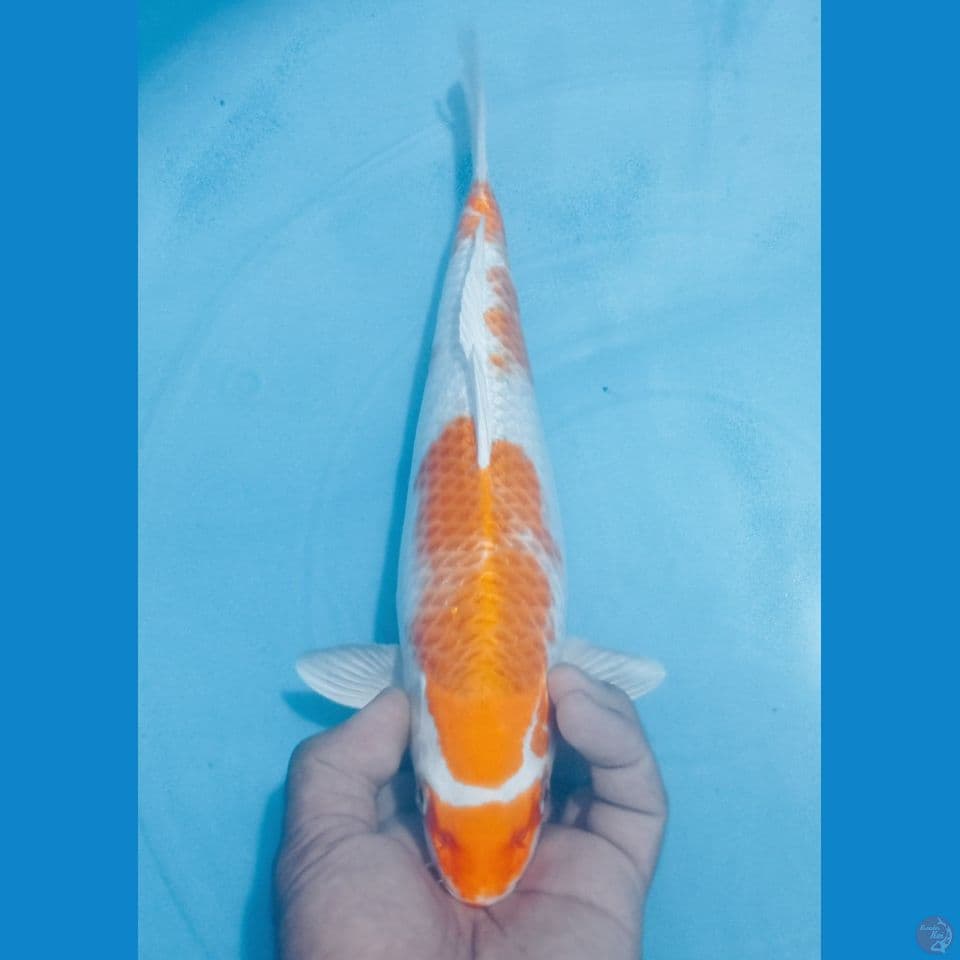 RIWAK 33CM