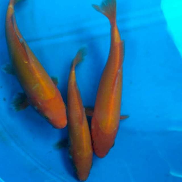 Trio benihoi doitshu f1