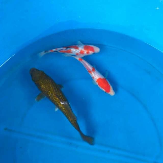 Sk cagoi ginrin + kohaku sanke ginrin f1