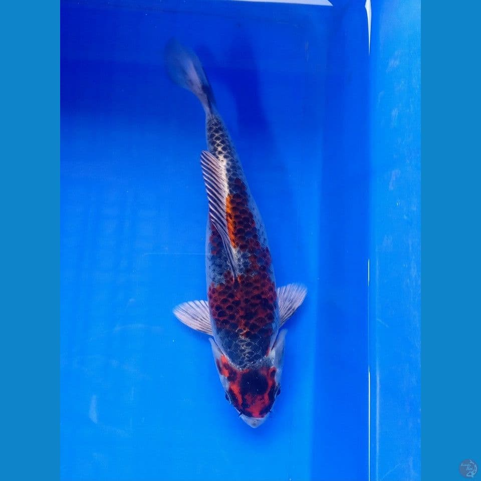 MARUTEN BENI GINGGA 25CM