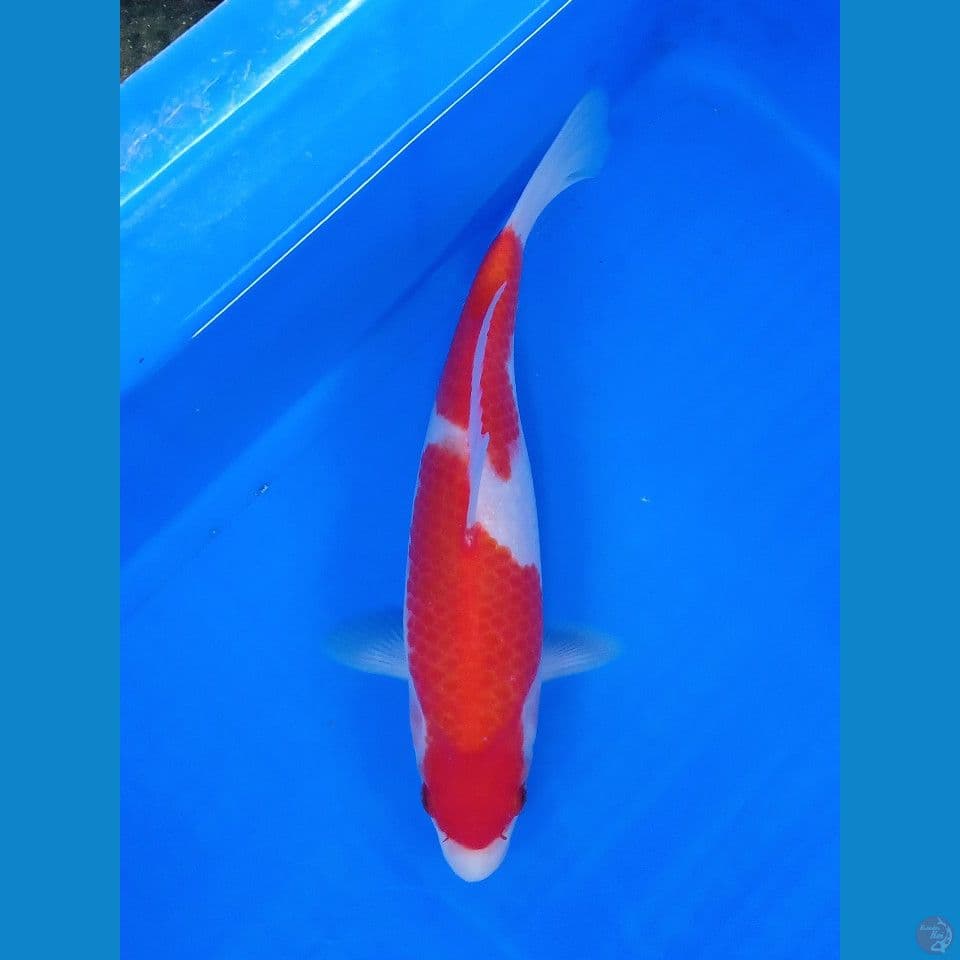 KOHAKU MALE 26CM
