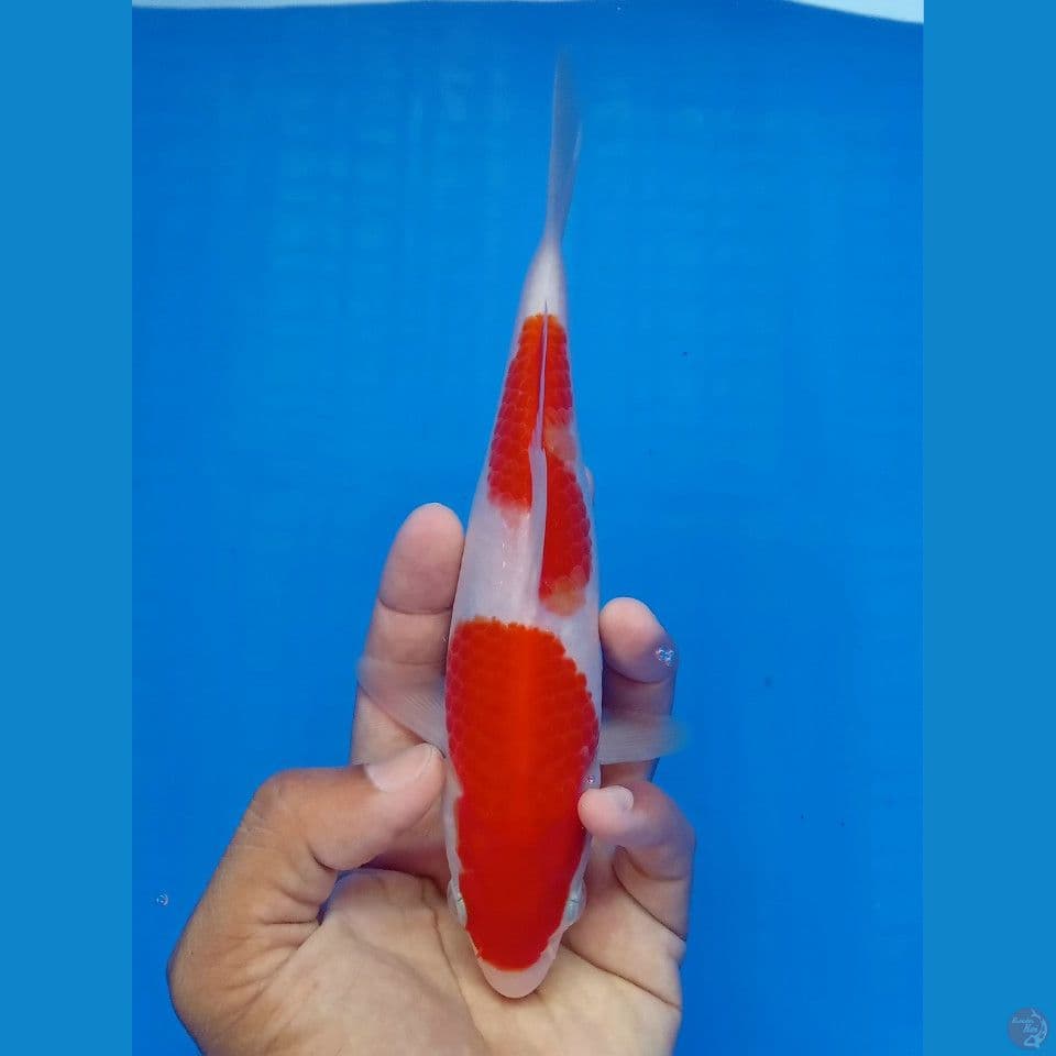 KOHAKU 23CM