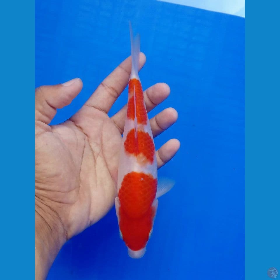 KOHAKU STEP 3 20CM