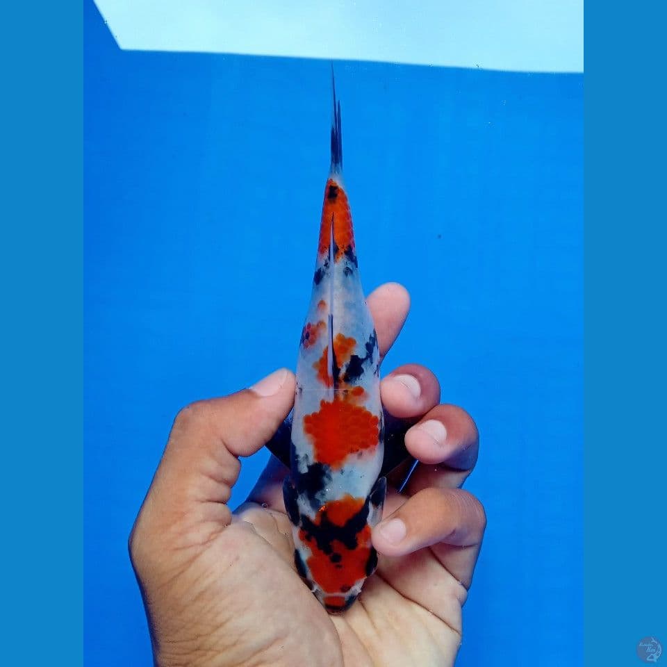 KINDAI SHOWA 18CM