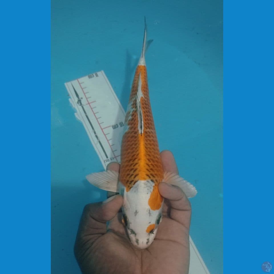 KUJAKU 30CM