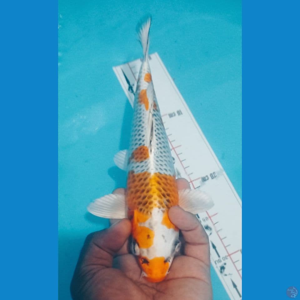 KUJAKU 30CM