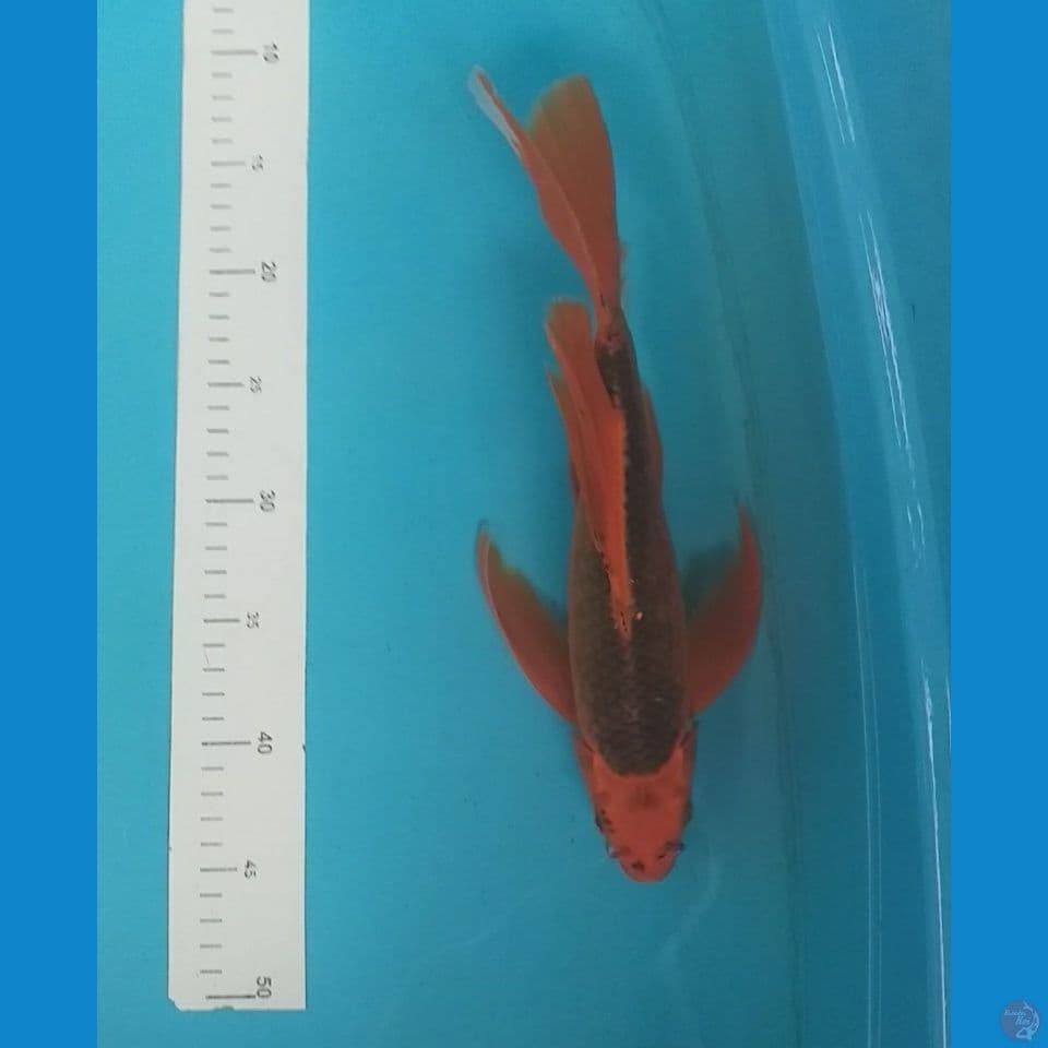 Kumpay Aka Matsuba 33 cm