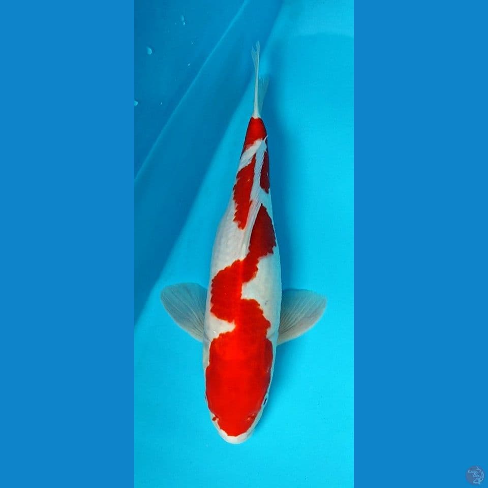 kohaku inazuma 40up jantan