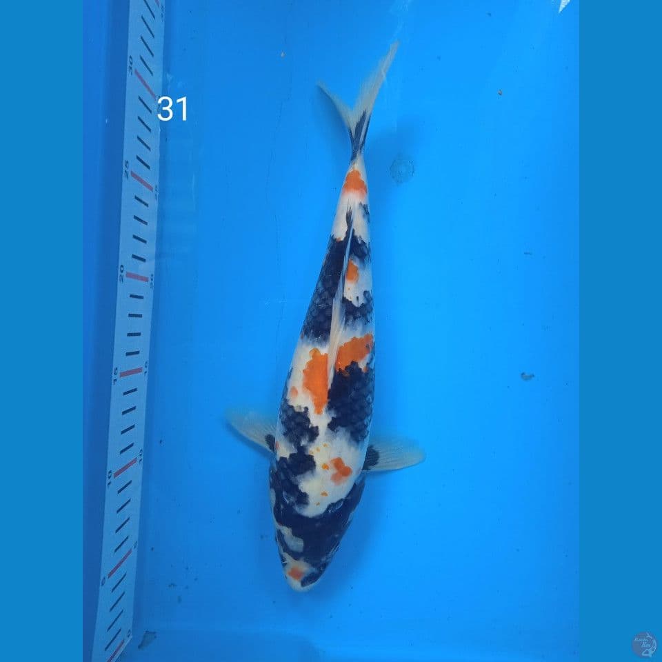 showa 31cm
