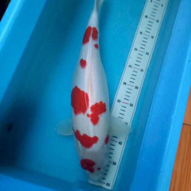 50cm Kohaku Sakura