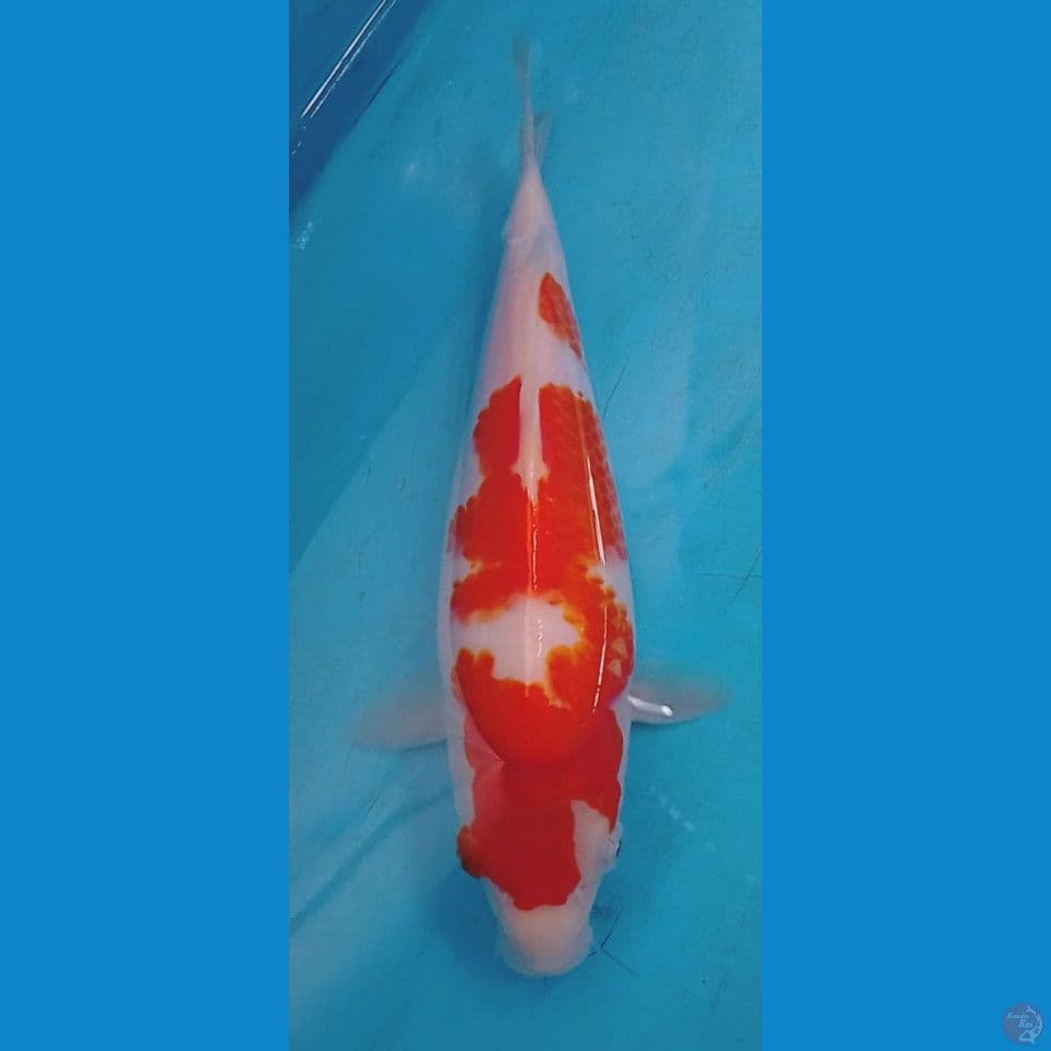 kohaku good body berpunuk