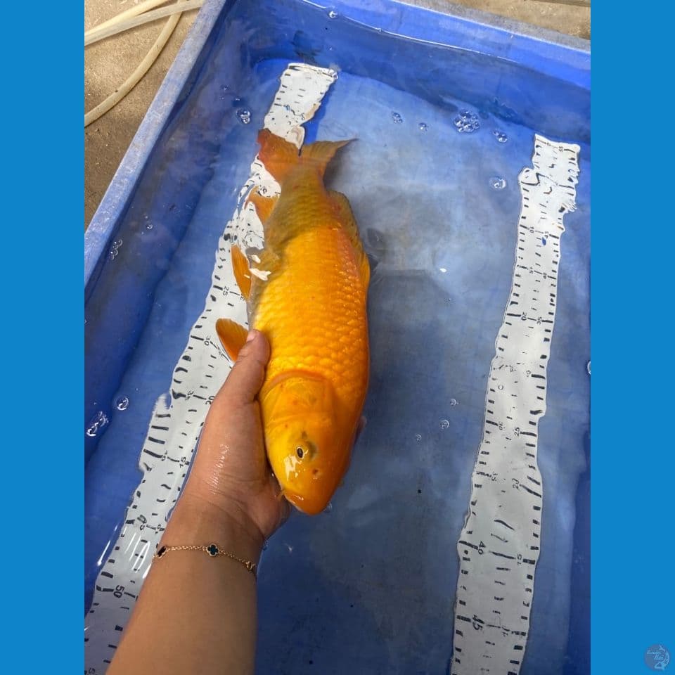 v4 karashi 39 punuk
