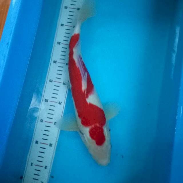 42cm Kohaku