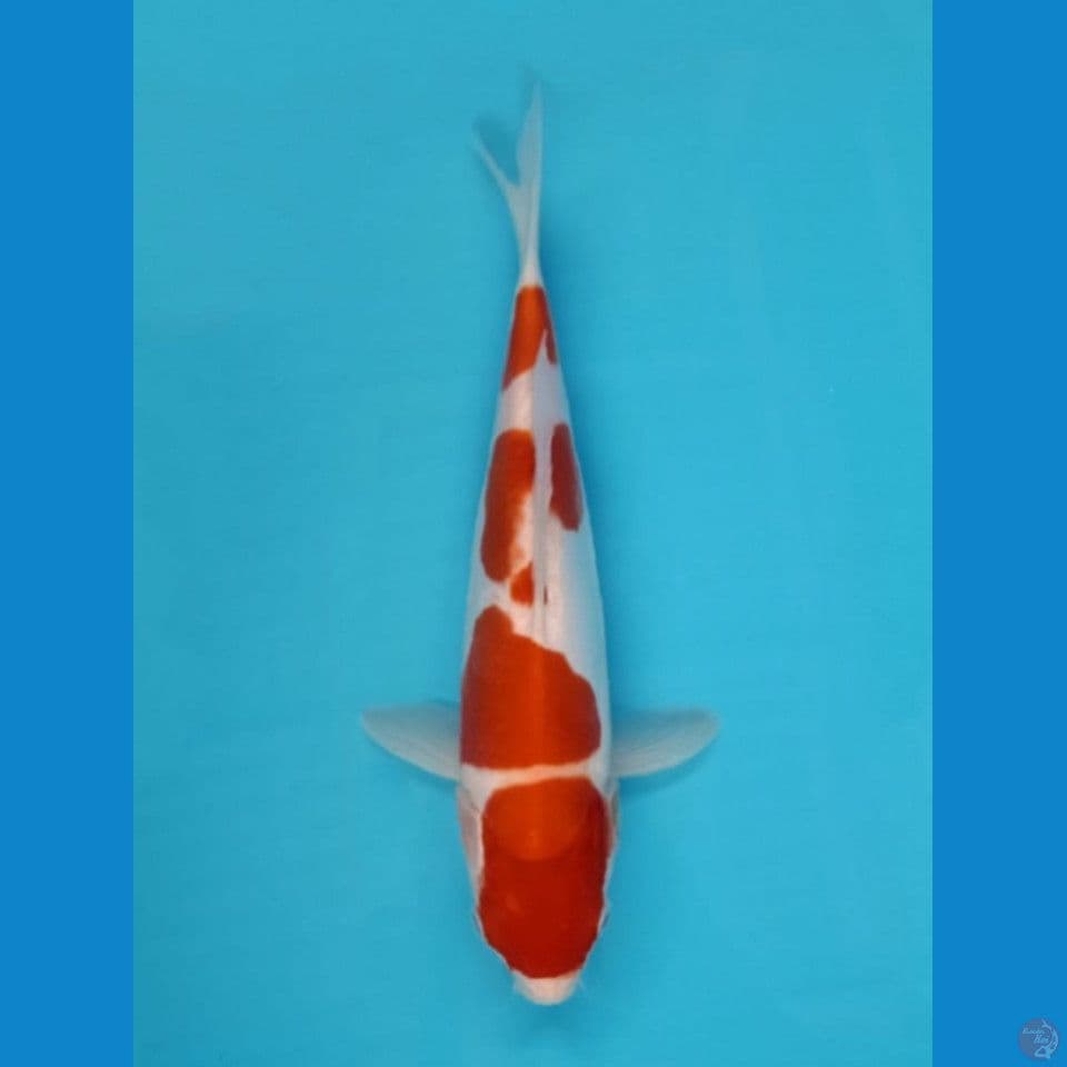 kohaku 29cm