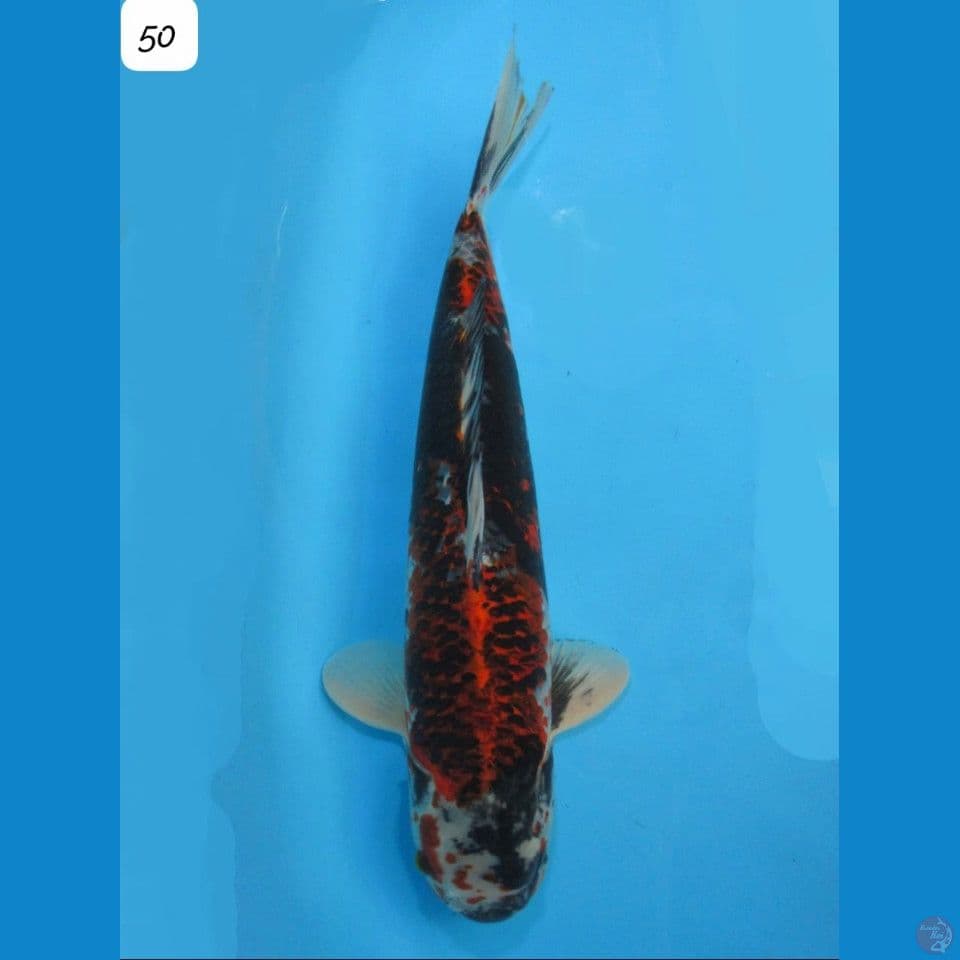 50cm Jumbo Showa Koromo langka