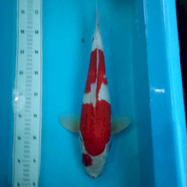 42cm Ai goromo