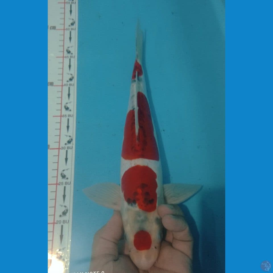 DOITSU 36CM
