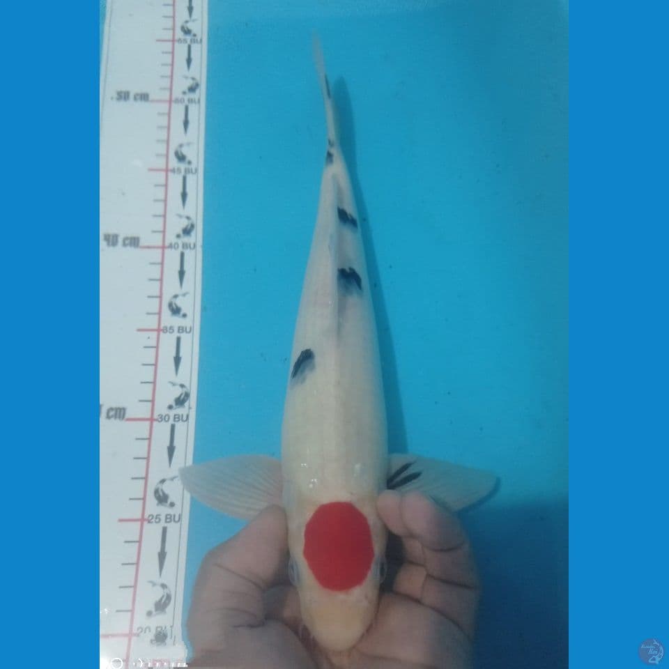 TANCHO 37CM