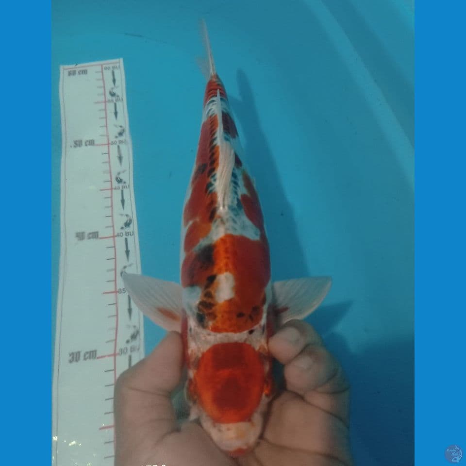 KAWARIMONO 34CM