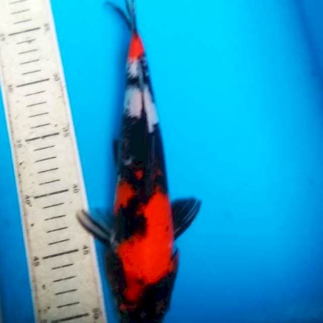 Showa 29cm