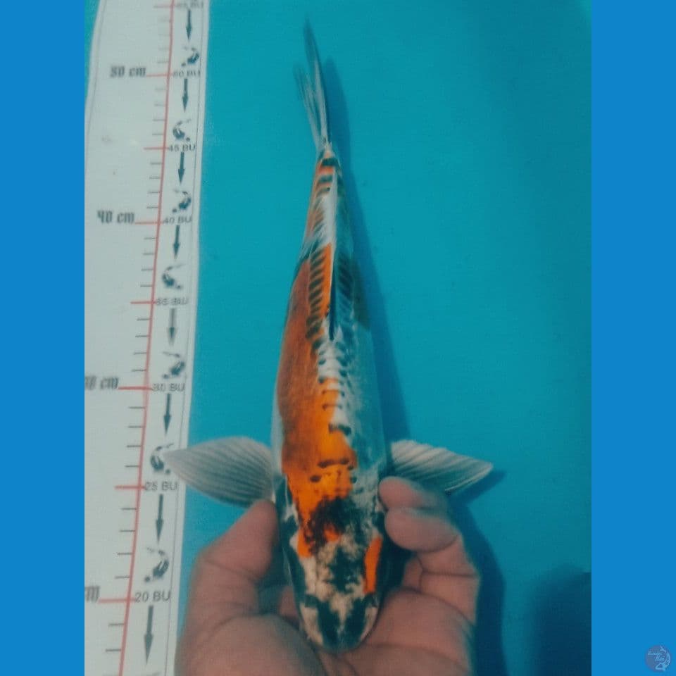 KIKO 34CM