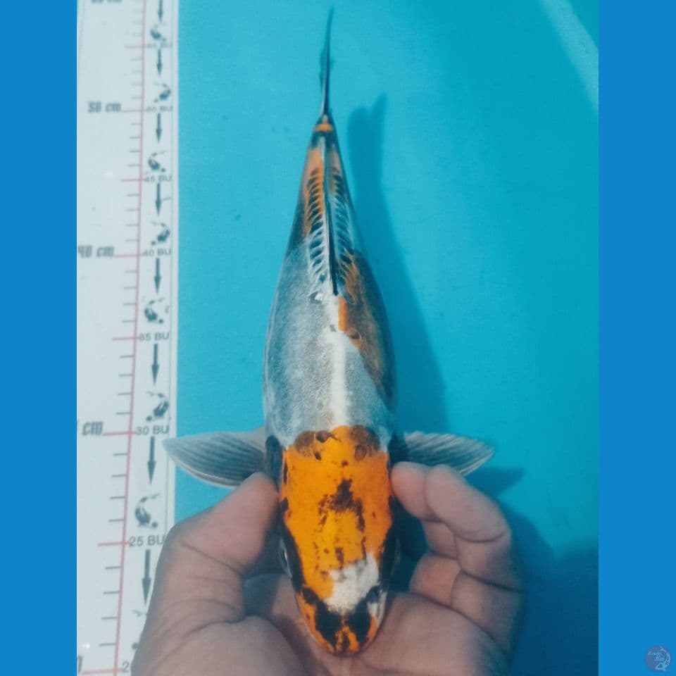 KIKO 30CM