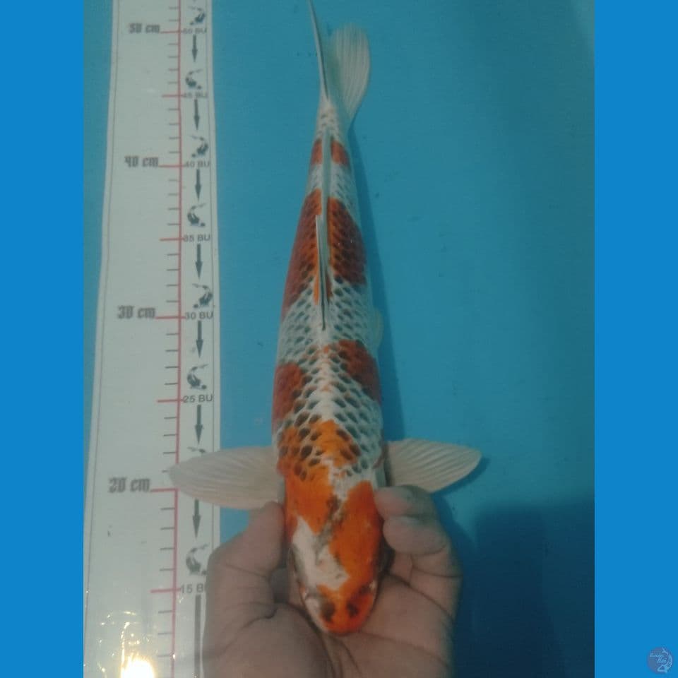 KUJAKU 38CM