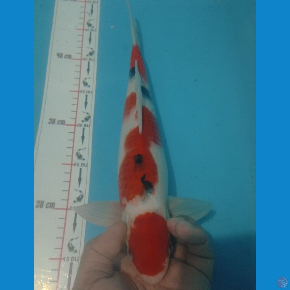 SANKE 35CM