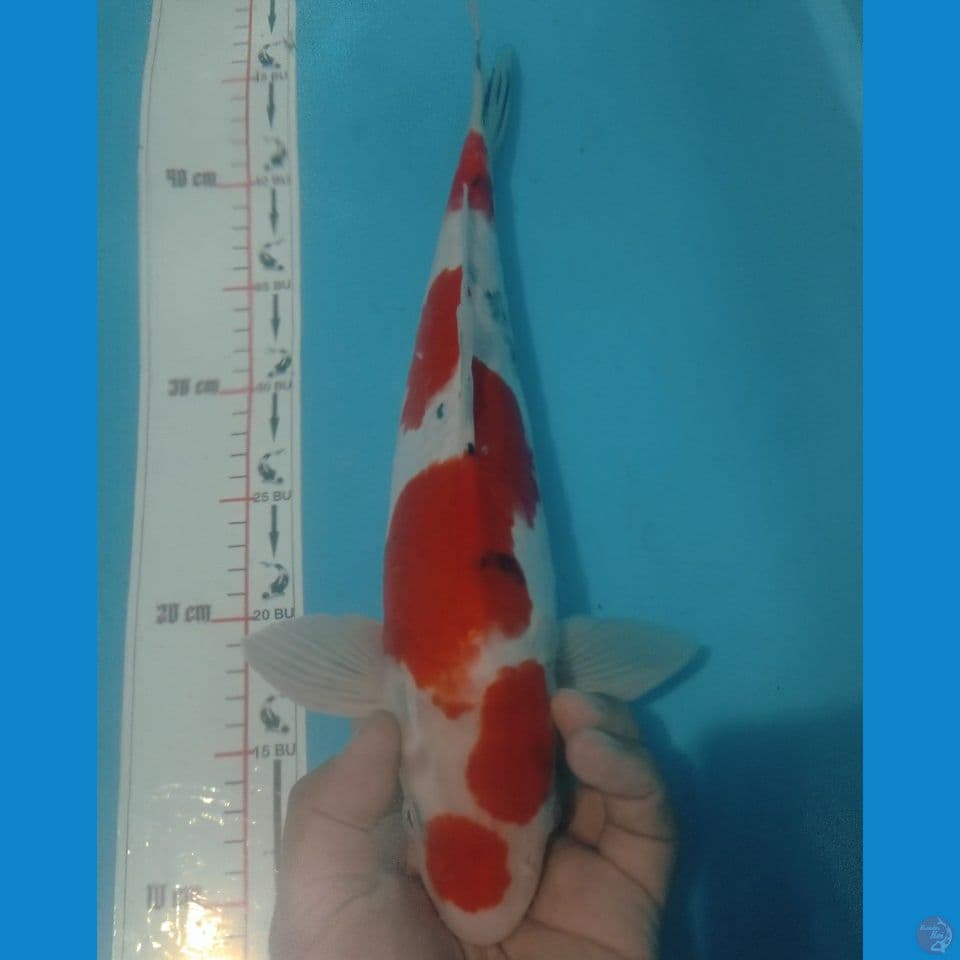 DOITSSU 37CM