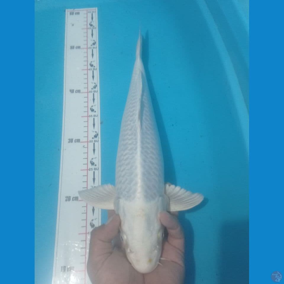 PLATINUM 45CM