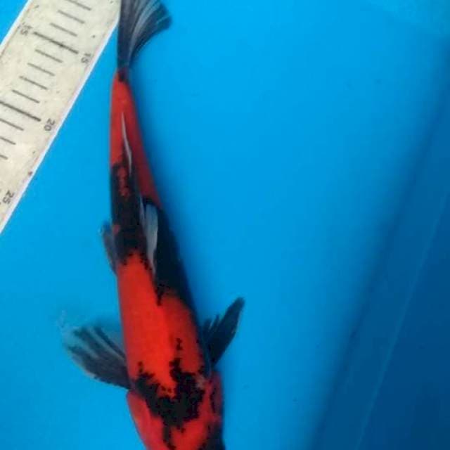 Hi Showa 31cm