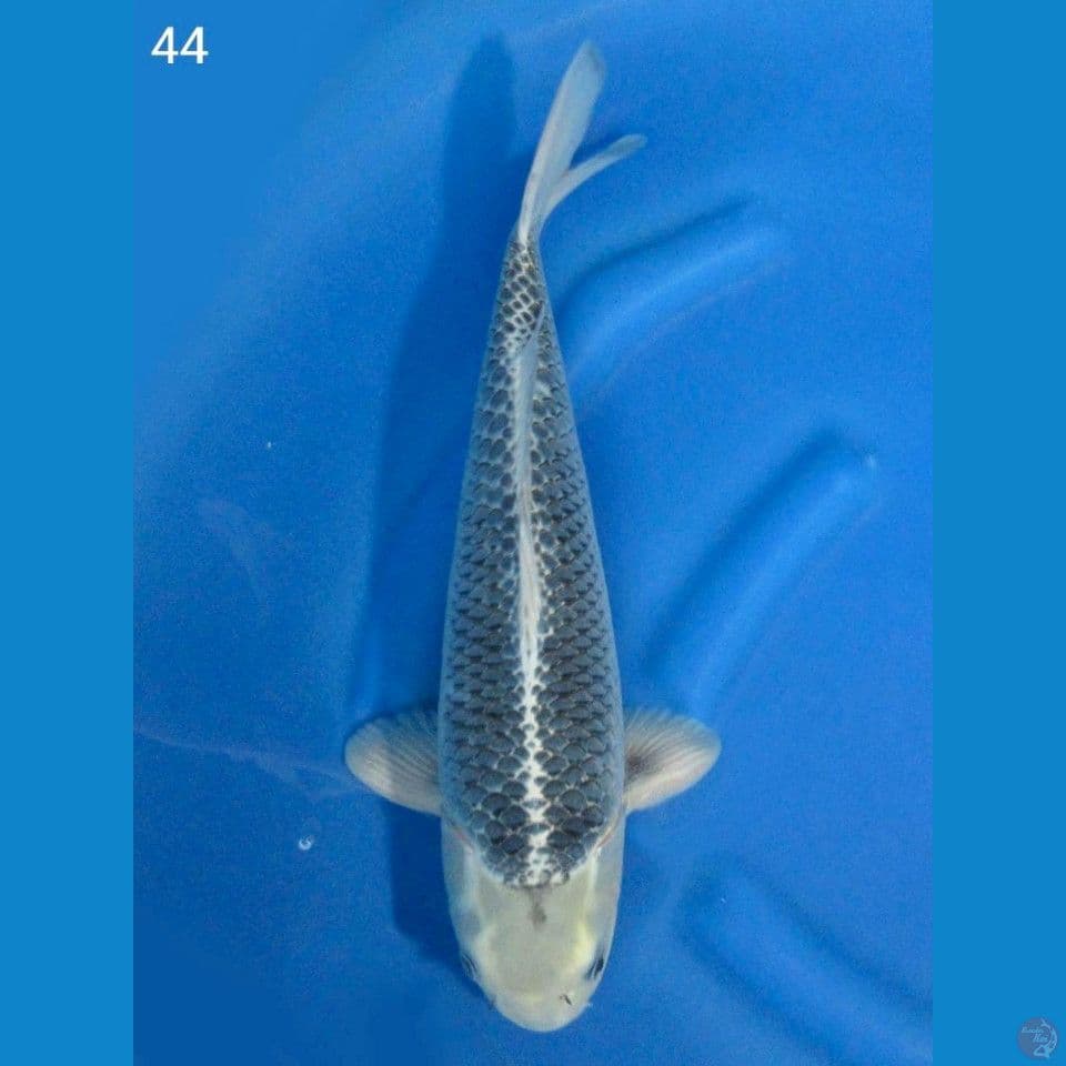 45cm Ginga Unique