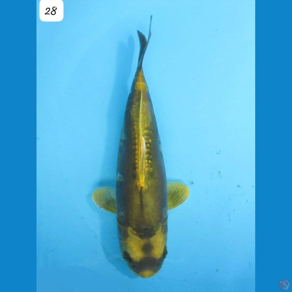 28cm Kabuto Gold Unique Body Badak