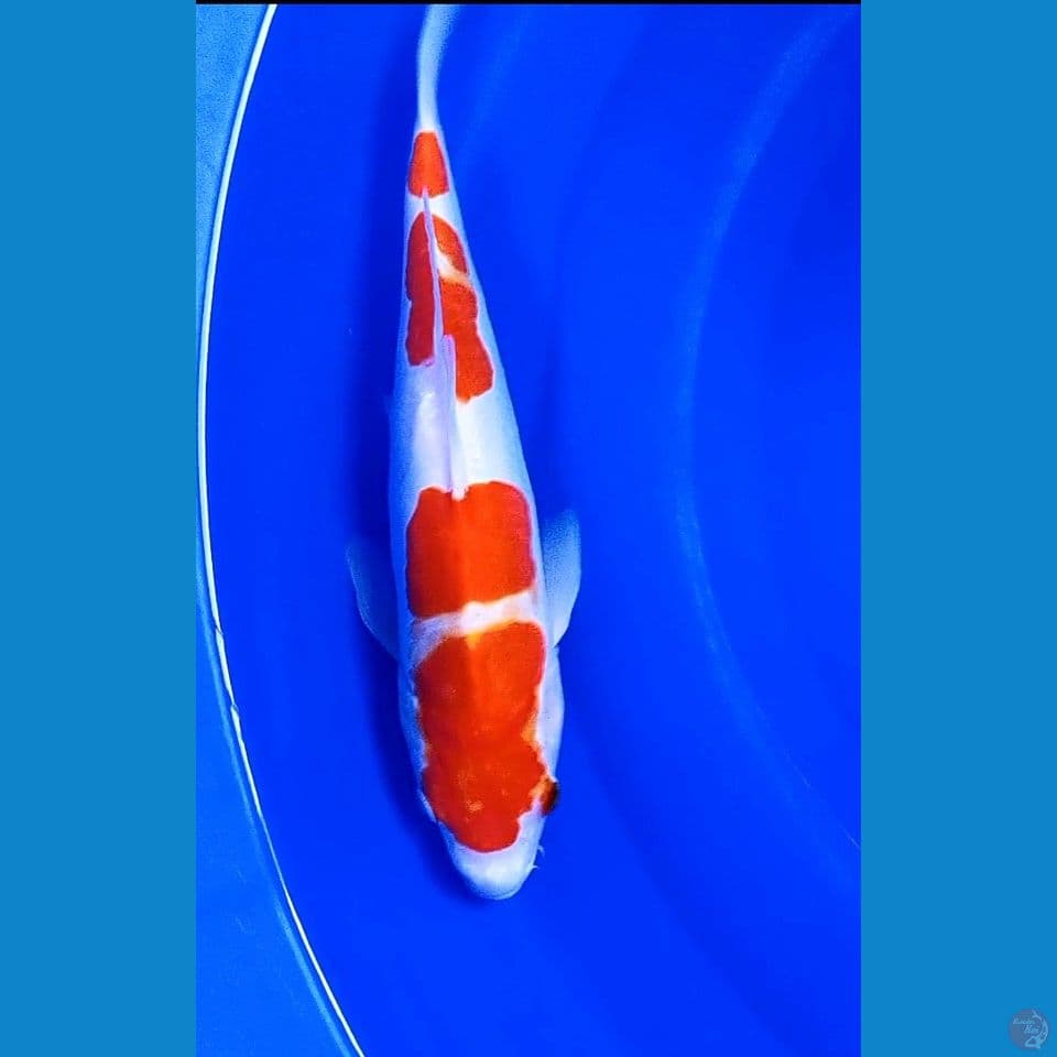 34cm doitsu kohaku